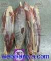 1771239248_Shin Shank 36.jpg